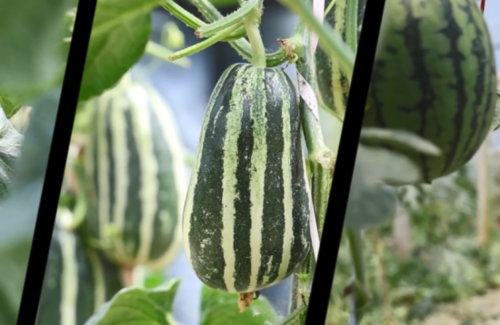 科技重塑大棚甜瓜种植艺术，最新种植教程视频分享